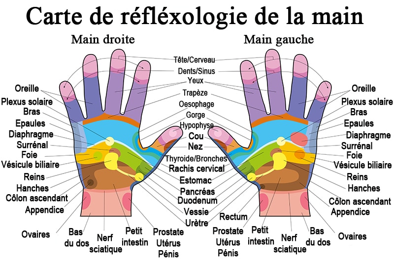image de paumes de mains avec les zones réflexes en couleur et leur description