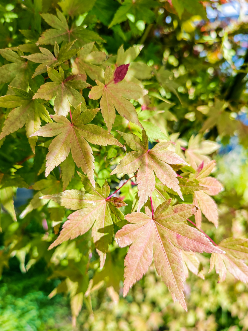 La nature autour du cabinet bien être à Limours