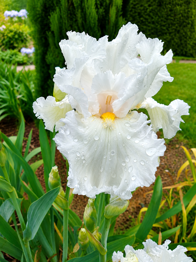 Iris de collection. Jardin autour du cabine bien êre à Limours